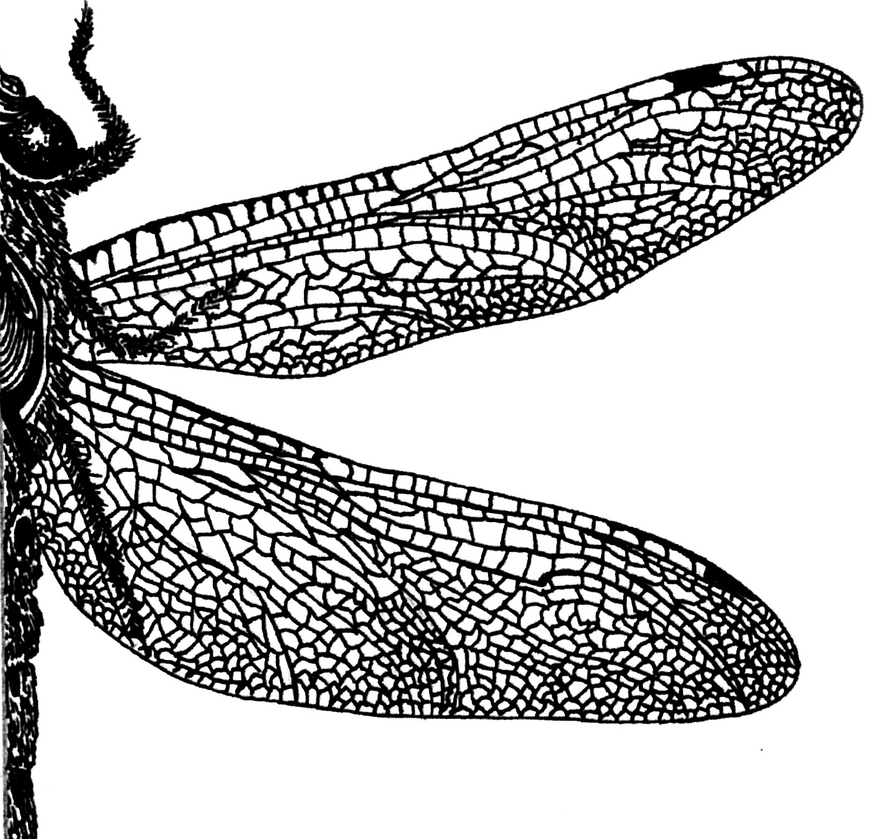 libellula-bkg